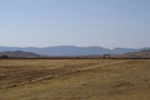 Magnificent Teff Pastures