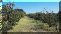Productive fruit orchards.