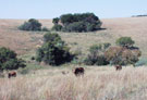 Rolling Hills