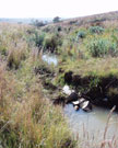 Highland Streams