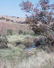 Springs