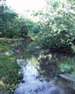 Meandering Streams