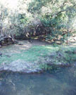 Leafy Glades