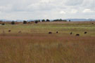 10ha Grazing
