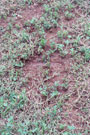 Great Soil