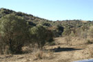 African Bush