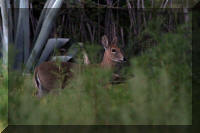 A local resident.