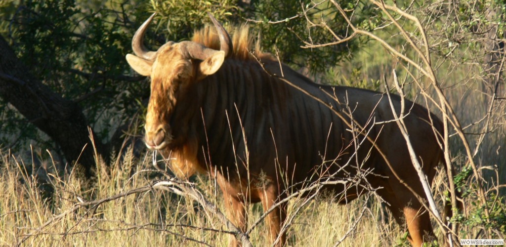Golden Gnu Breeding Programme = No Levy